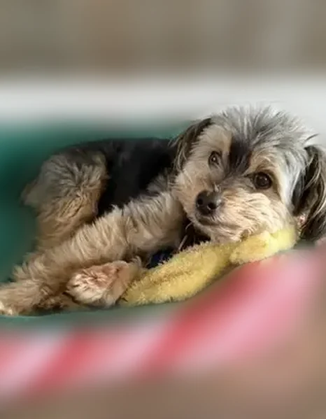 Lost male dog, North Natchez Avenue, Chicago - small yorkie - photo