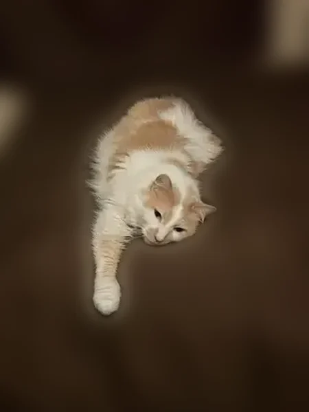 Lost cat, Cypress Drive, Champaign - male, 12 years old - photo