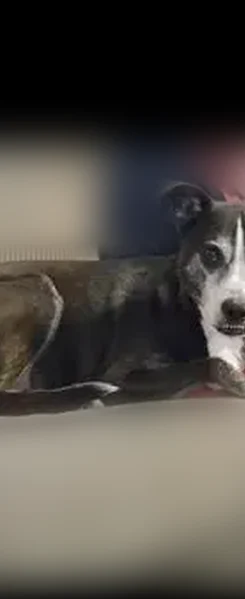 Lost dog, Pine Forest Drive, Maumelle - black/white, anxious but not aggressive - photo