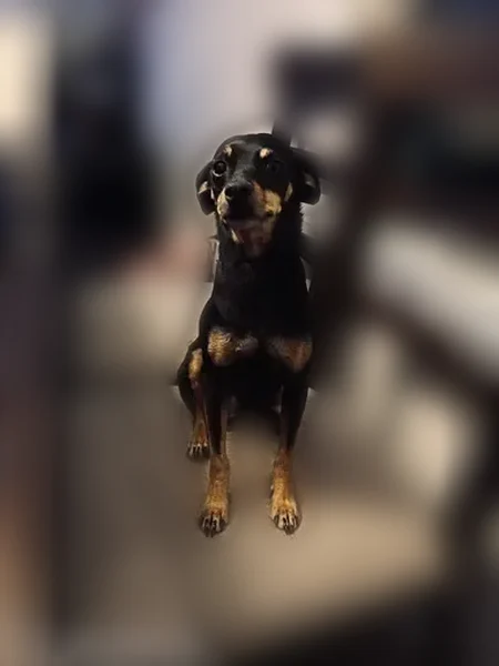 Lost dog, Sabio, Horizon City - male with white chin - photo