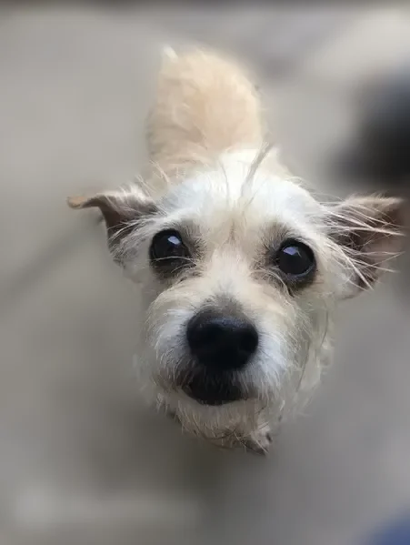 Missing dog Female, Elgin (usl536455) - photo