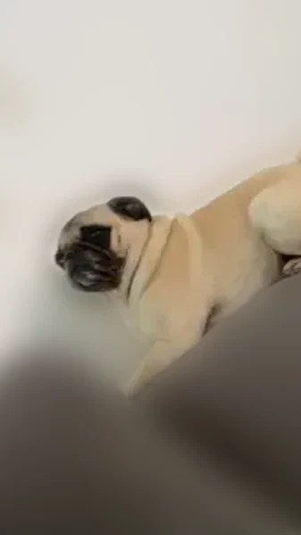 Lost dog, West Ox Road, Floris - female pug - photo