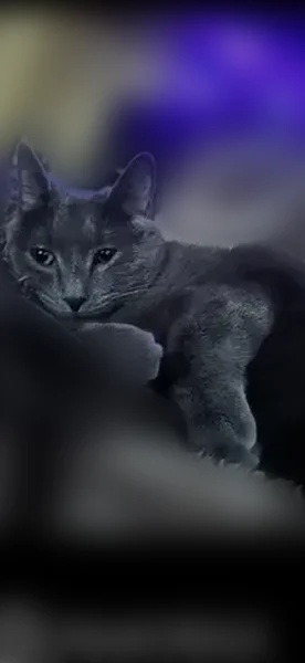 Lost female cat, East Shore Drive, South Lansing - small gray with tiger stripe tail - photo