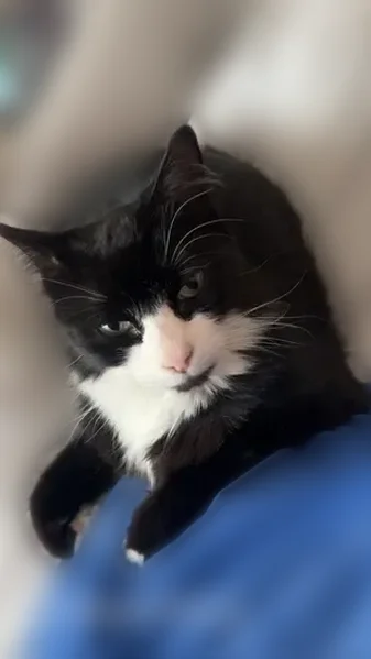 Lost cat, Walker Drive, Warren - male, super friendly - photo