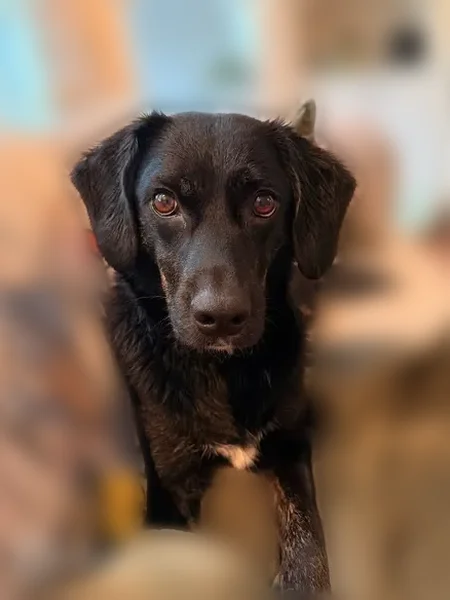 Lost dog, Sawyer Place, Louisville - black coat with blue harness - photo