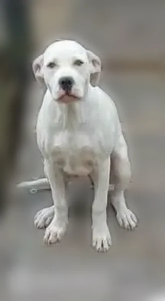 Lost dog, Cecil Kirby Road, Mount Vernon - female with distinctive markings - photo