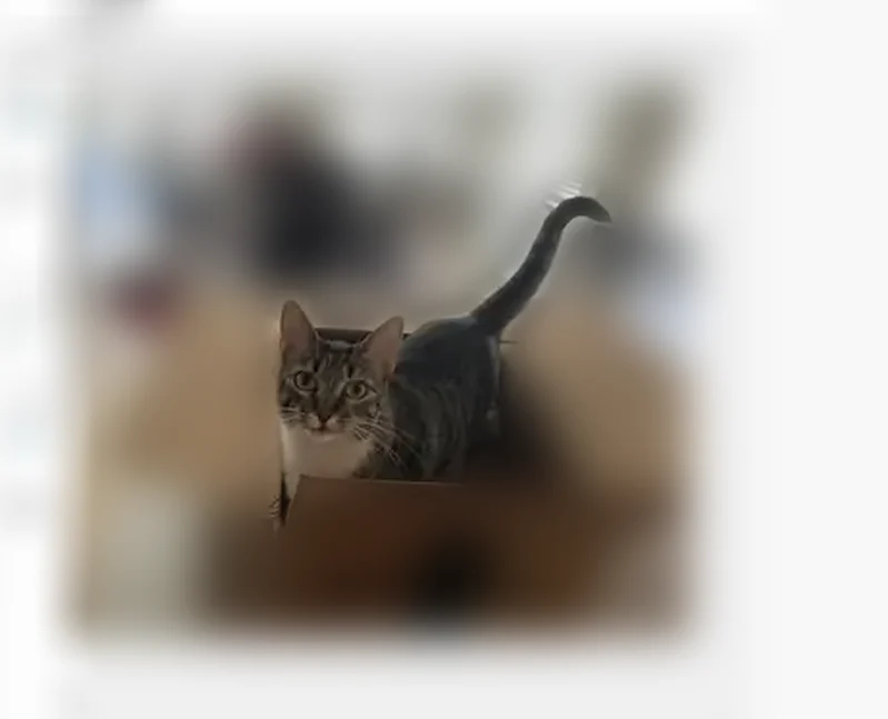 Lost cat, East Blue Spruce Lane, Gilbert - female with white paws - photo