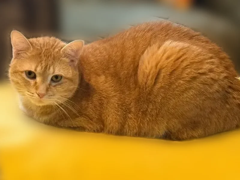 Lost female cat, Tower Hill Road, Morris Plains - orange and skittish - photo