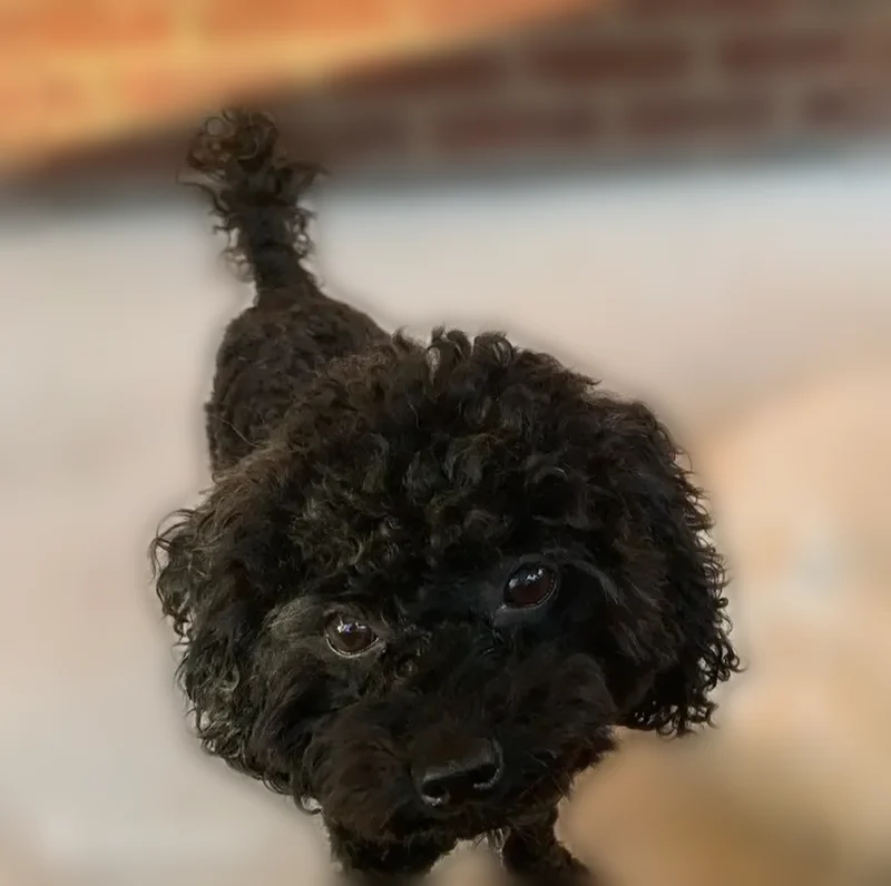 Lost dog, Westover Drive Southeast, Washington - black coat with gray hairs - photo