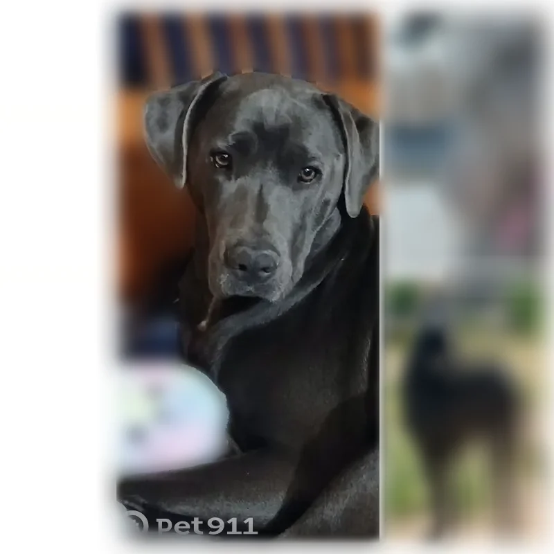 Lost dog, Grandview Avenue, Yermo - female Blue-Grey Lab\Corso mix - photo