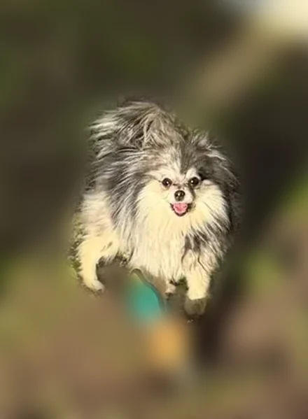 Lost dog, Santa Clara Road, Middletown - black & white Pomeranian - photo