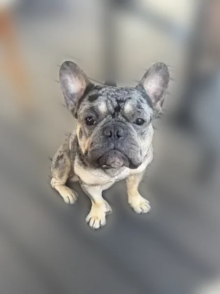 Lost dog, Northwest 24th Court, 1600, Miami - black gray tan Merle, super friendly - photo
