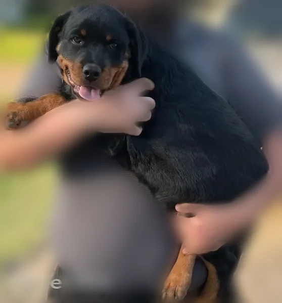 Lost male dog, Beauvoir Drive, Millington, Oklahoma City - all tan feet - photo