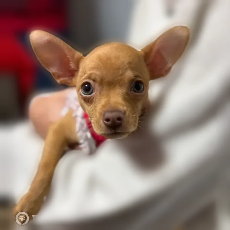 Lost dog, South Hoxie Avenue, 10700, Chicago - female with green eyes - photo