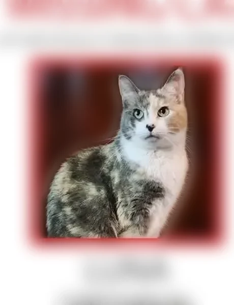 Lost cat, Valley Stream Circle, Morris Plains - female calico with green eyes - photo