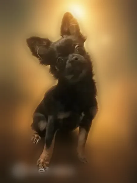 Lost dog, East Main Street, Lincolnton - male chihuahua - photo
