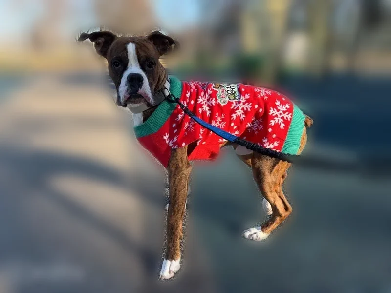 Lost dog, Adkisson Greenbelt Park, Owensboro - brindle boxer, 2 years old - photo