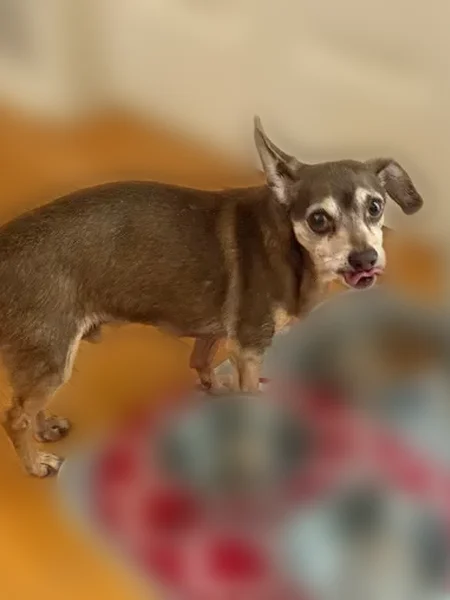 Lost dog, Mink Livsey Road, Snellville - 13-year-old brown with a tan face - photo