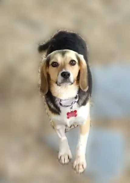 Lost dog, Wake Forest Drive, College Park - female, 8 months old - photo