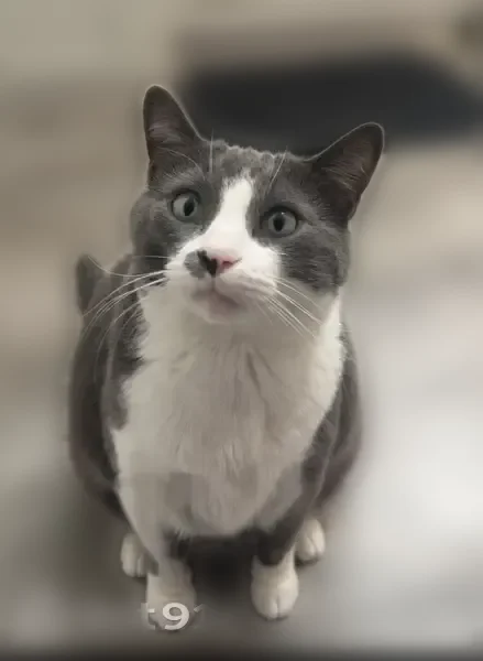 Lost male cat, Lansing Avenue, Hartland - photo