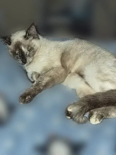 Lost cat, Interstate 35 North Frontage Road, New Braunfels - female, black and white - photo