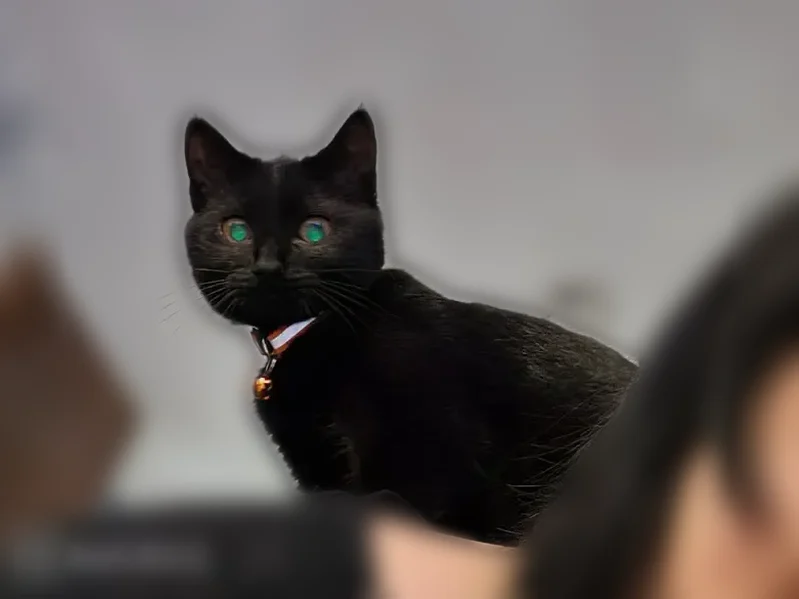 Lost cat, Paul Revere Way, McKinney - purely black with red collar - photo