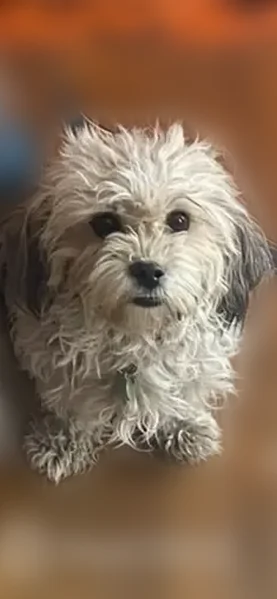 Lost dog, Oak Street, Wilmington - male with a tannish color coat - photo