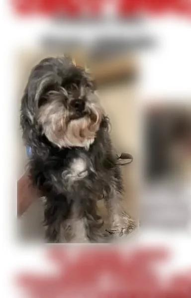 Lost dog, Great Dover Circle, Channelview - female, 9 years old - photo