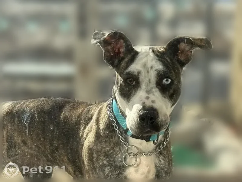Lost dog, Old Courthouse Road, New York, Torrington - brindle coat with heterochromia - photo
