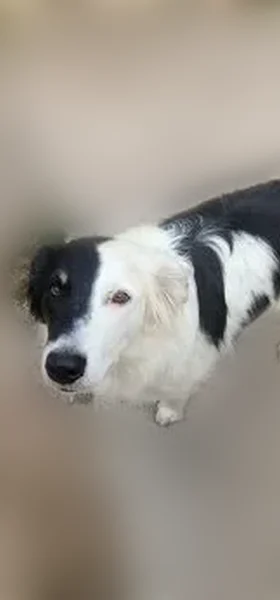 Lost female dog, County Road 214, 2428, Durango - Border Collie/Australian Shepherd mix - photo
