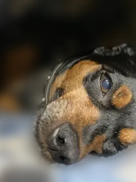Lost dog, Mesa Avenue, Clovis - male black and tan min pin - photo