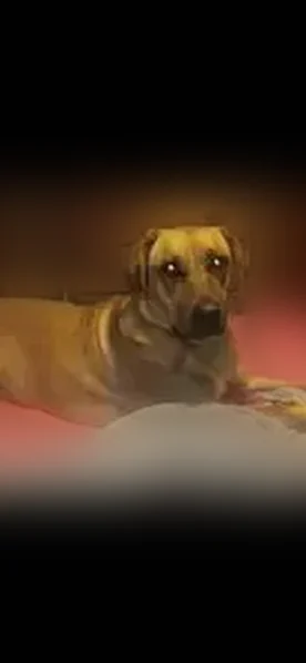 Lost female dog, Bluejay Lane, 264, Marble - photo