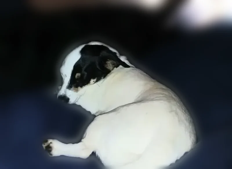 Lost dog, Kendall Downs Boulevard, Toney, Alpharetta - male Jack Russell mix, black and white eyes - photo