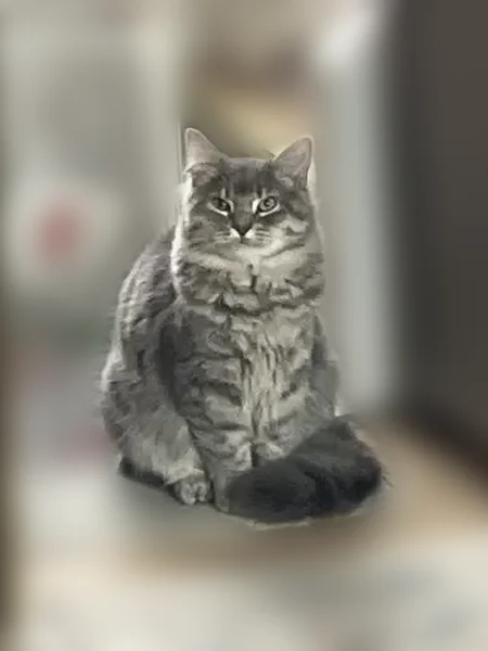 Missing cat Female, Norristown (usl536548) - photo