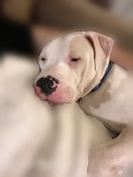 Lost male dog, North 37th Drive, Phoenix - medium size with a black patch on nose - photo