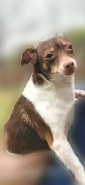 Lost dog, Summer Breeze Street, Mission - male senior rat terrier - photo