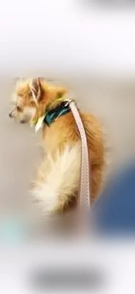 Lost dog, Barnard Avenue, Mansfield - female with red, wiry hair - photo