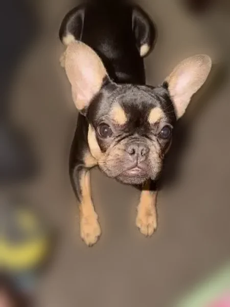Lost dog, Henderson, Nevada - black dot on hind paw - photo