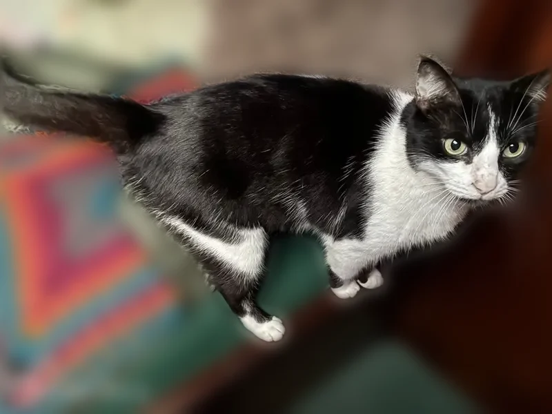 Missing cat Male, Orlando (usl536586) - photo
