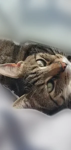 Lost cat, South Shenandoah Avenue, Front Royal - female with unique markings - photo