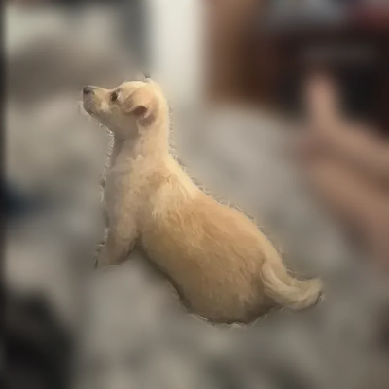Lost dog, East Amelia Avenue, Phoenix - photo