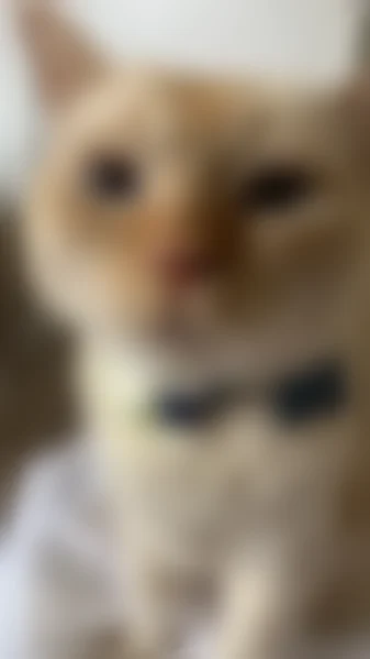 Lost male cat, Gregory Drive, Carlsbad - flame point Siamese with blue eyes - photo