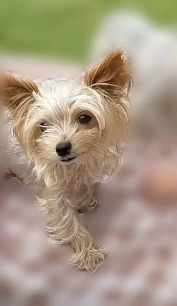 Lost dog, Fulton Street, 2808, Houston - female yorkie - photo