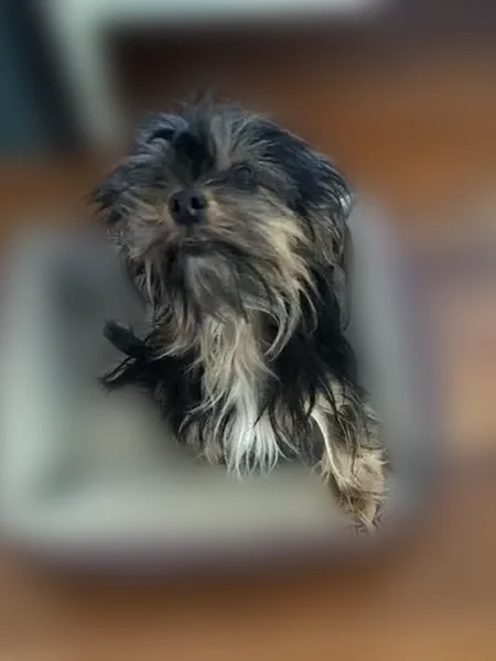 Lost dog, Edmondson Avenue, Dallas - female Yorkie - photo