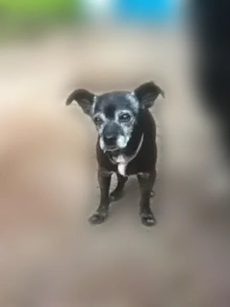 Lost dog, Seguin Drive, Dallas - small black male, needs medication - photo