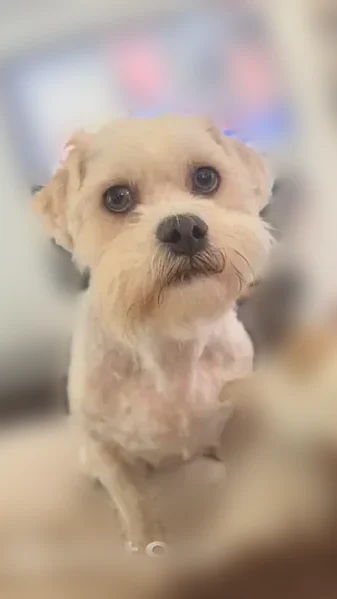 Lost dog, Valkeith Drive, Houston - male with colored eyes - photo