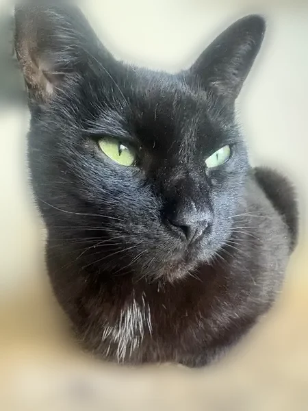 Lost cat, Santa Lucia Avenue, San Bruno - female with white strands - photo