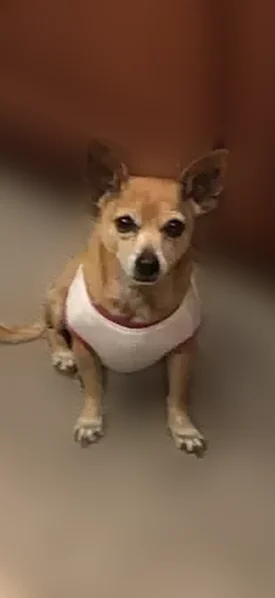 Lost dog, North 35th Way, Phoenix - female with big ears - photo