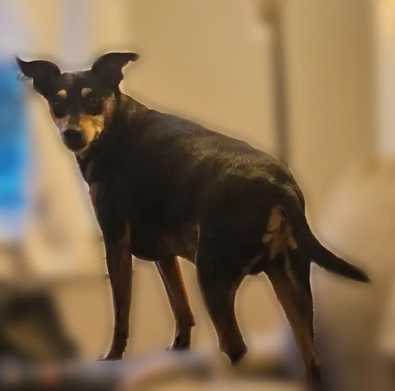 Lost dog, Alabama Avenue, Lynchburg - Black & Brown MinPin - photo
