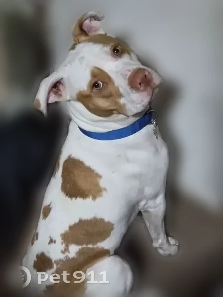 Lost dog, Adams Avenue, 242, Lisbon - American pitbull/boxer mix - photo